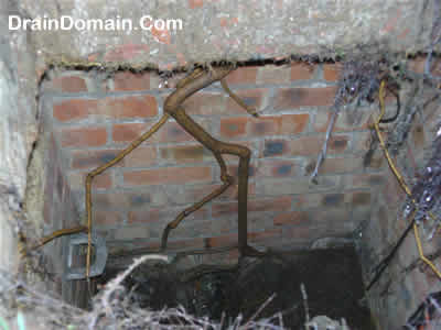 root damaged brick manhole